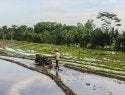 Campo de arroz en Indonesia
