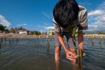 Man with plant in Indonesian mangrove