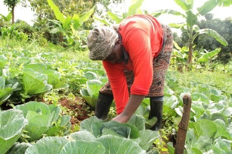 Una mujer cuidando sus repollos en una zona rural de Kenia.
