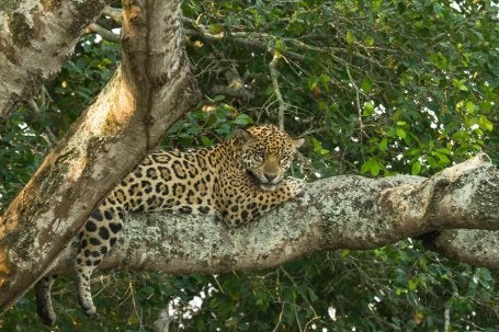 Jaguar en el Amazonas