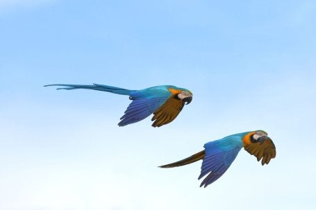 Guacamayas en el Amazonas