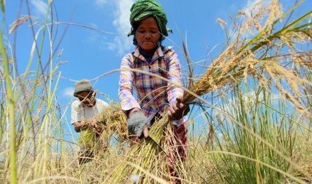Los agricultores de Camboya recogen la cosecha. Las comunidades vulnerables de todo el mundo necesitan urgentemente apoyo para adaptarse al empeoramiento de los efectos del cambio climático.