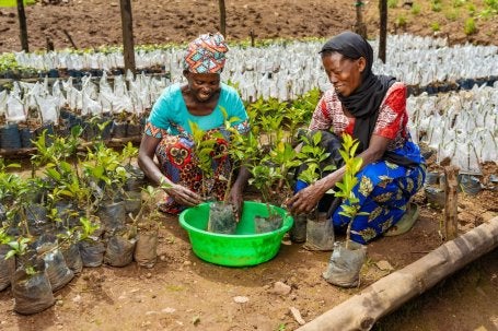 Iniciativa de restauración local en Ruanda