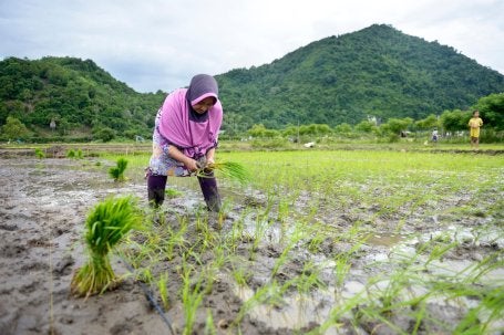 Una mujer trabaja en un campo de arroz