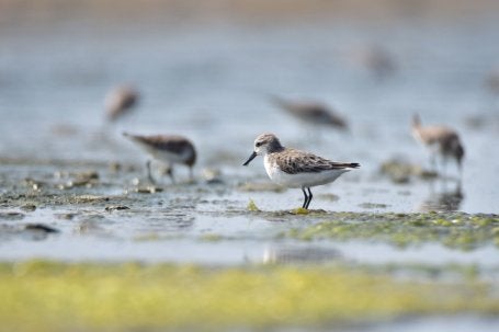 Zarapitos cucharones en peligro de extinción en una playa de Tailandia.