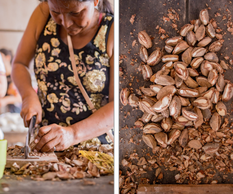 Una mujer indígena tikuna corta nueces de Brasil
