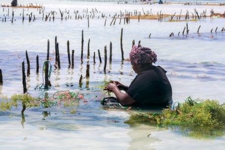 Durante la marea baja, una mujer atiende una granja de algas en Zanzíbar, Tanzania, que suministra materias primas para la industria cosmética. 