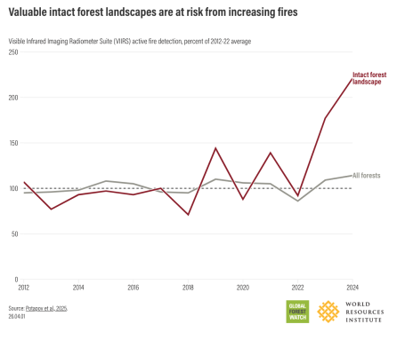 Valuable intact forest landscapes are at risk from increasing fires