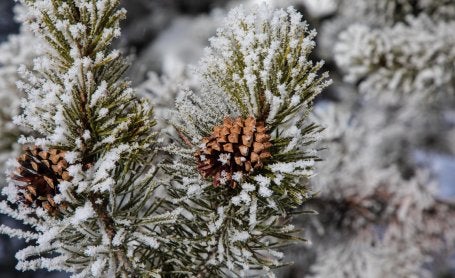 El pino contorta, que crece en los bosques boreales de Canadá, presenta características como una corteza y unas vainas más gruesas, lo que lo hace más resistente al calor y a los incendios forestales. Foto de hotdipper/Flickr.