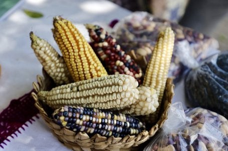 Variedades de semillas criollas de la región. Zitácuaro. Alternare A.C.