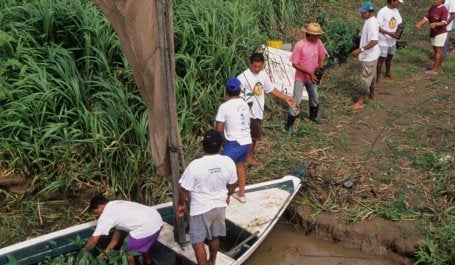 Reforestación en Brasil