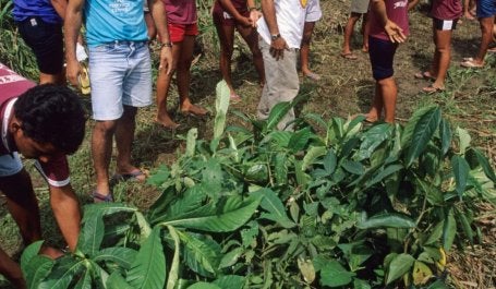 tree-planting-amazon-jpg_0.jpg