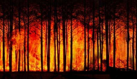 Incendios forestales 2024