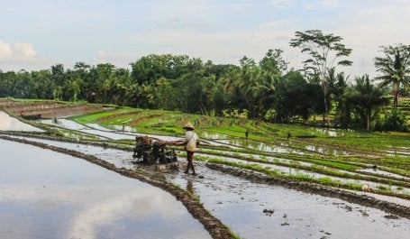 Campo de arroz en Indonesia