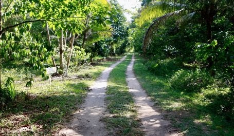 Bioeconomía en la Amazonía