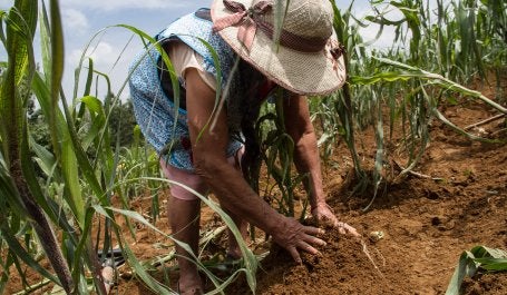Productore de milpa. Ejido Crescencio Morales, Zitácuaro. Alternare A.C.