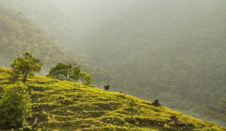 El plan climático nacional mejorado de Colombia, o NDC, incluye el compromiso de abordar las emisiones terrestres de gases de efecto invernadero relacionadas con la deforestación y la agricultura. Foto de James Anderson / WRI.