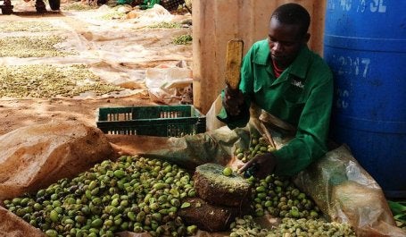 Trabajador en el vivero de Better Globe Forestry en Kenia. (Foto: Andrew Wu/WRI)