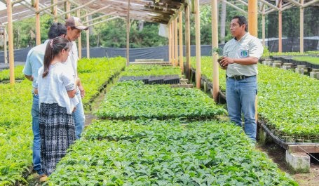 En Guatemala, el gobierno premia a los agricultores por restaurar sus tierras. Foto de Rubí López/FAO