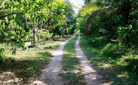 Bioeconomía en la Amazonía