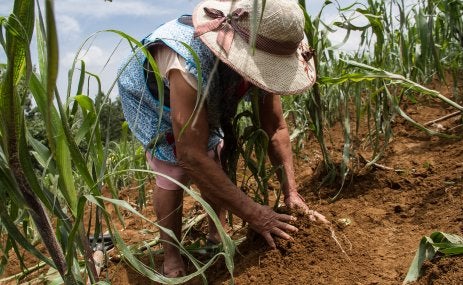Productore de milpa. Ejido Crescencio Morales, Zitácuaro. Alternare A.C.