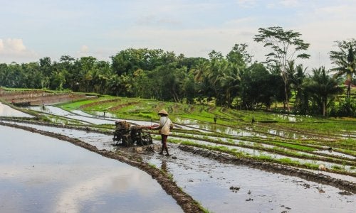 Campo de arroz en Indonesia
