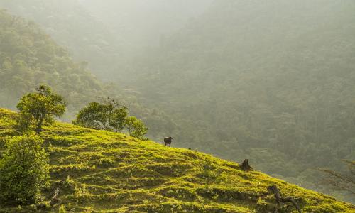 El plan climático nacional mejorado de Colombia, o NDC, incluye el compromiso de abordar las emisiones terrestres de gases de efecto invernadero relacionadas con la deforestación y la agricultura. Foto de James Anderson / WRI.