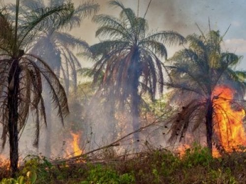 Incendios forestales