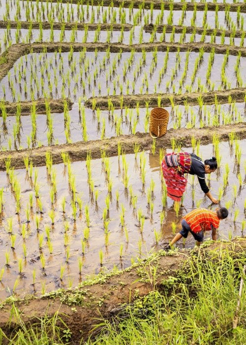 Agricultura en Asia.