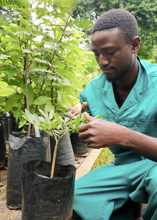 man planting trees in Malawi