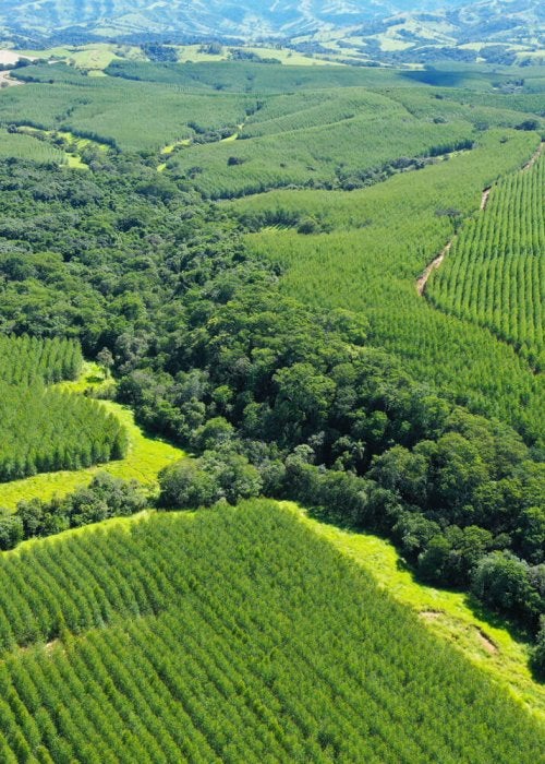 Bosque nativo de Brasil